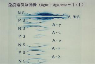 Agarose:Agar=1:1