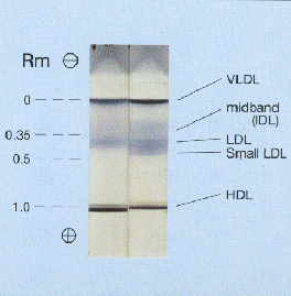 ���|�t�H�[�f�B�X�N